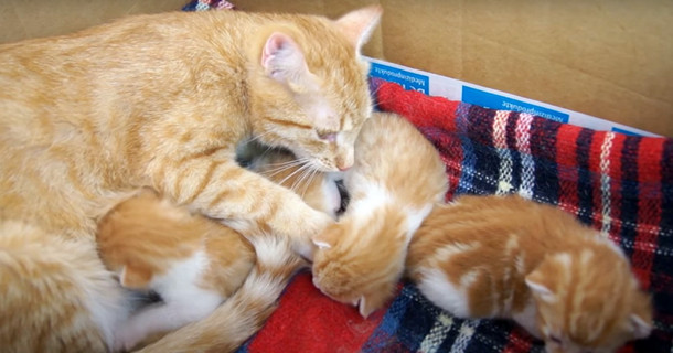 Как запись урчания кошки-мамы помогло спасти бездомного котёнка