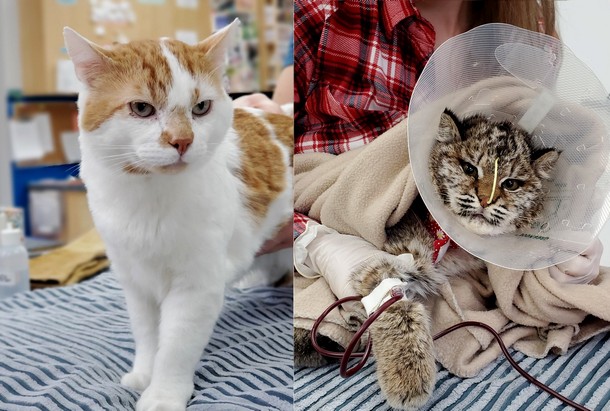 Кому спас жизнь кот-донор