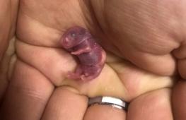 Как спасали однодневную мышку