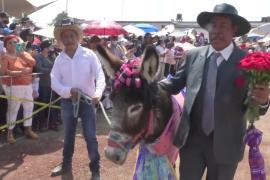 День трудолюбивого осла: как в мексиканском городке отметили 1 мая