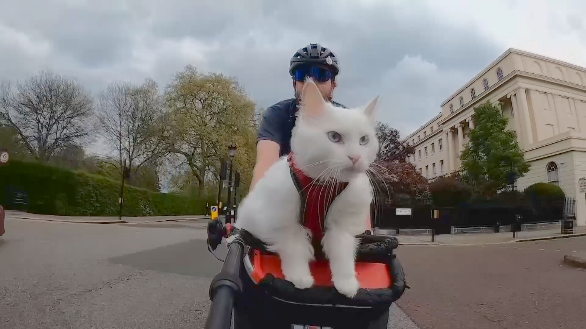 Кошка, которая гуляет на велосипеде, стала звездой Лондона и Интернета