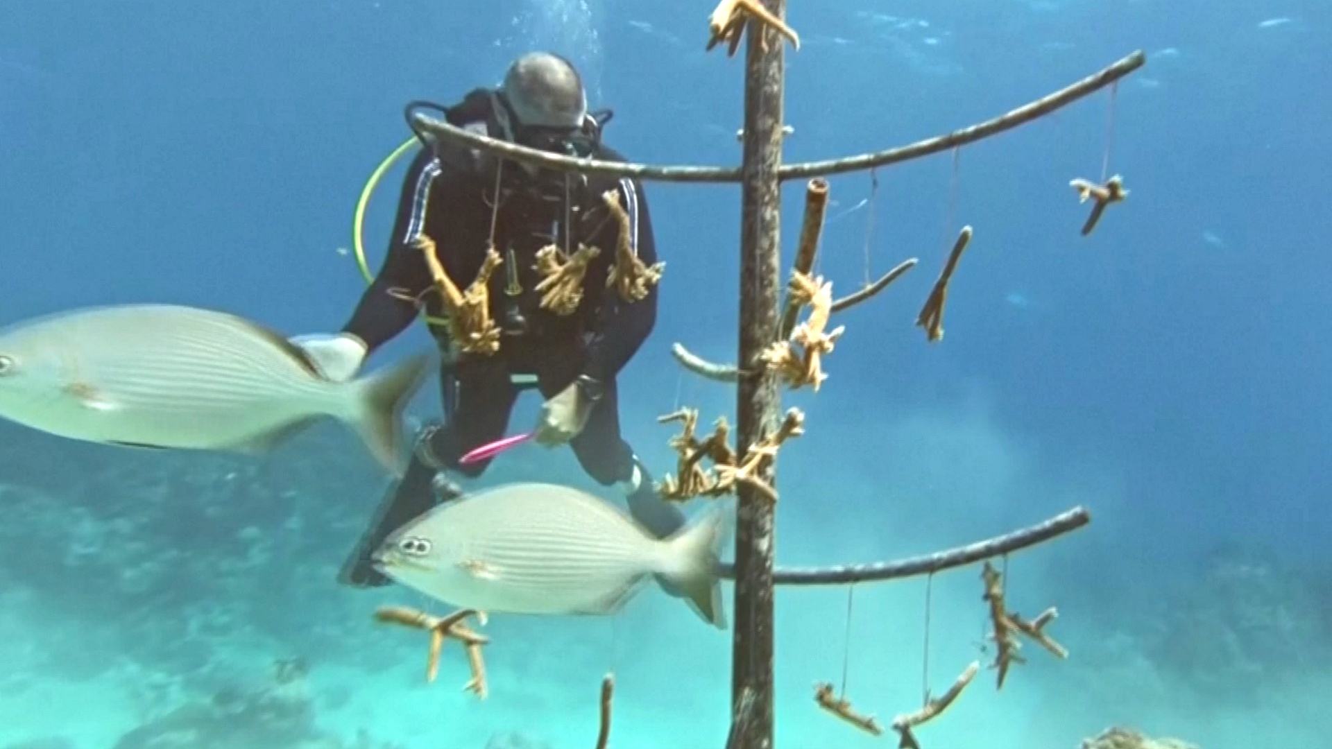 Кубинские дайверы выращивают кораллы, чтобы спасти рифы