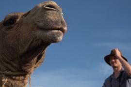 Сафари на верблюдах – новый способ увидеть дикую природу Кении