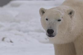 Отступающий лёд – угроза для белых медведей и их детёнышей
