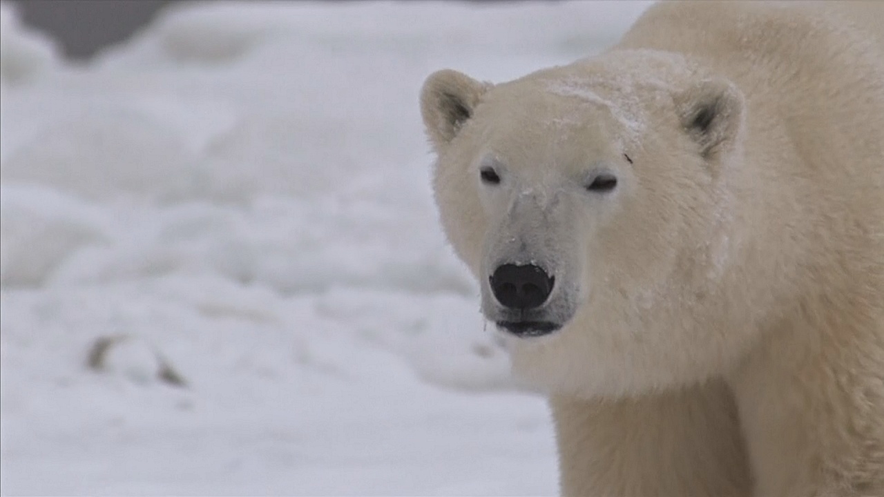 Отступающий лёд – угроза для белых медведей и их детёнышей