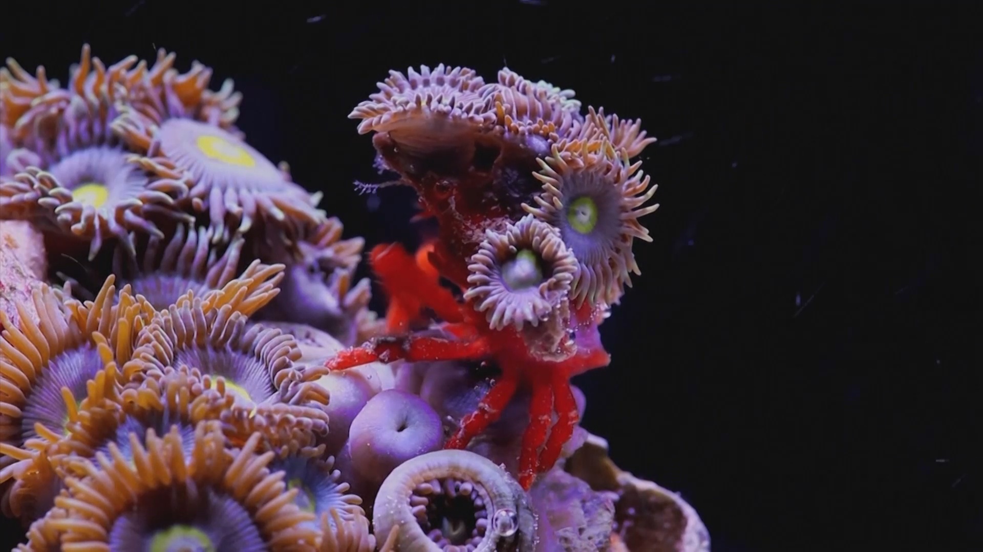 Во Флориде снимают ролики о кораллах, чтобы помочь их спасти