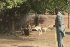 В зоопарке в Пакистане животных спасают от жары