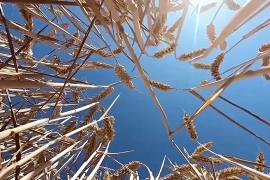 Индия сокращает объёмы экспорта пшеницы