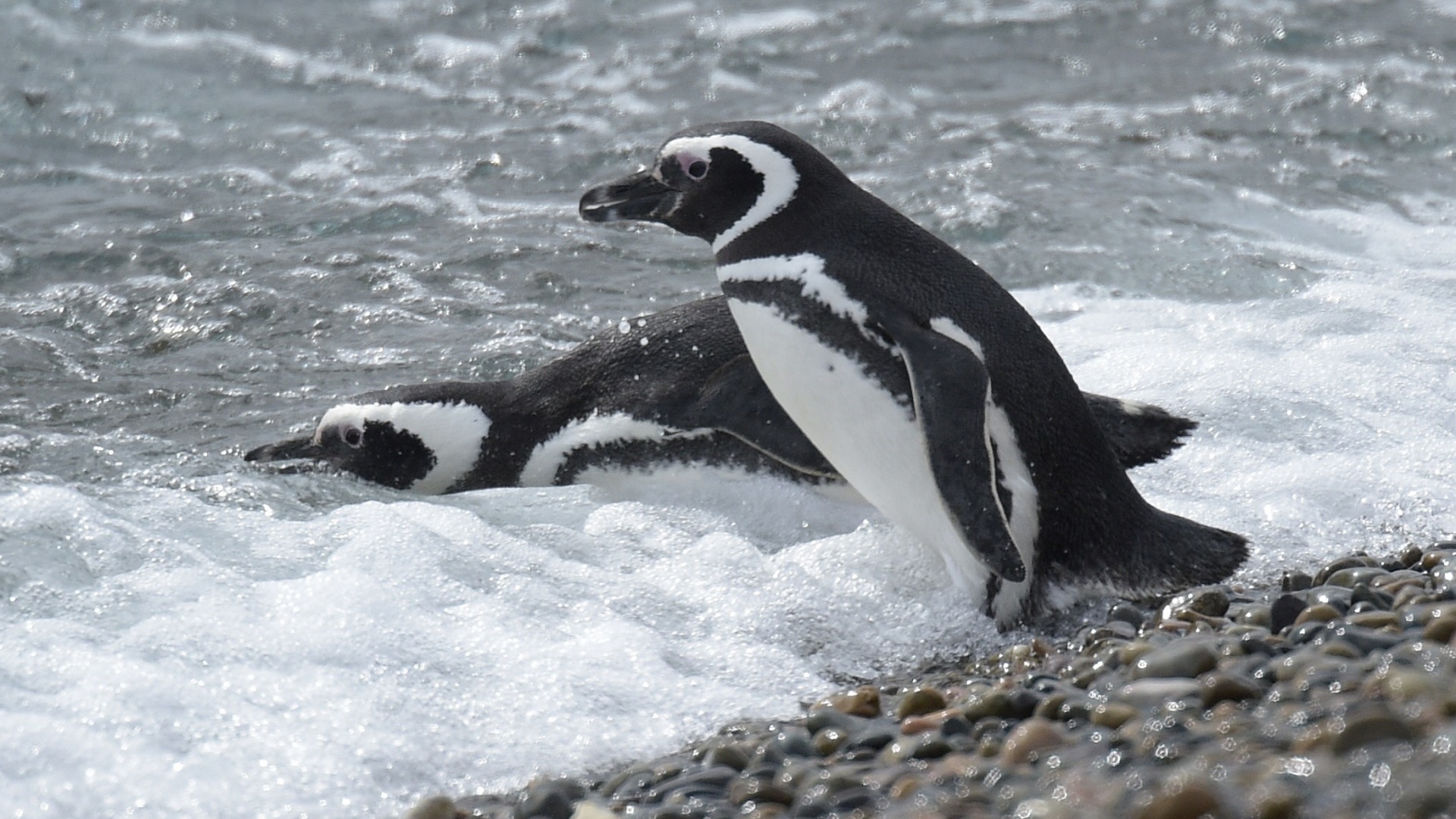 Редкие пингвины вернулись на свободу в Аргентине