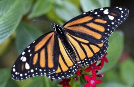 Бабочек-монархов стало прилетать больше