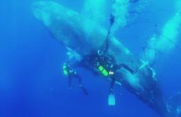Дайверы спасли кита, попавшего в сеть у берегов Мальорки