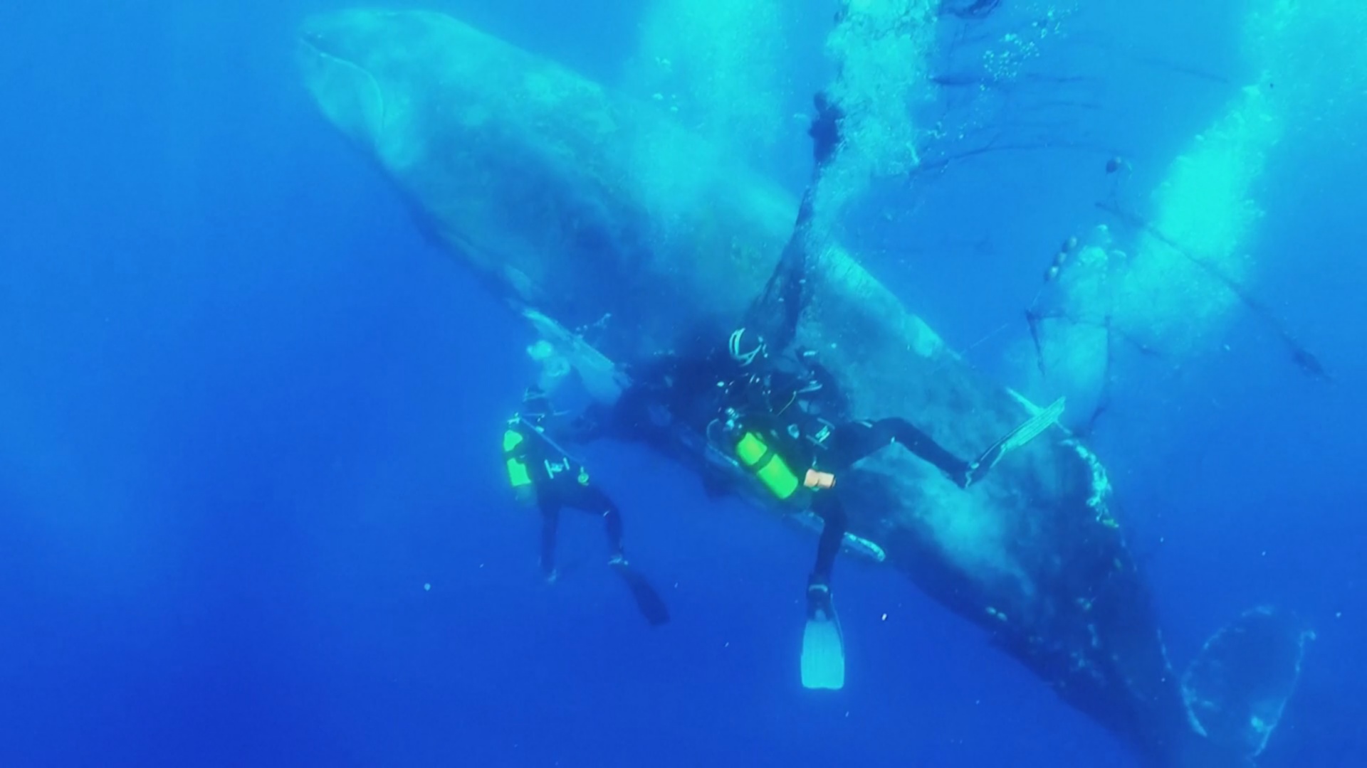 Дайверы спасли кита, попавшего в сеть у берегов Мальорки