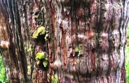 Самое старое дерево в мире, вероятно, растёт в Чили