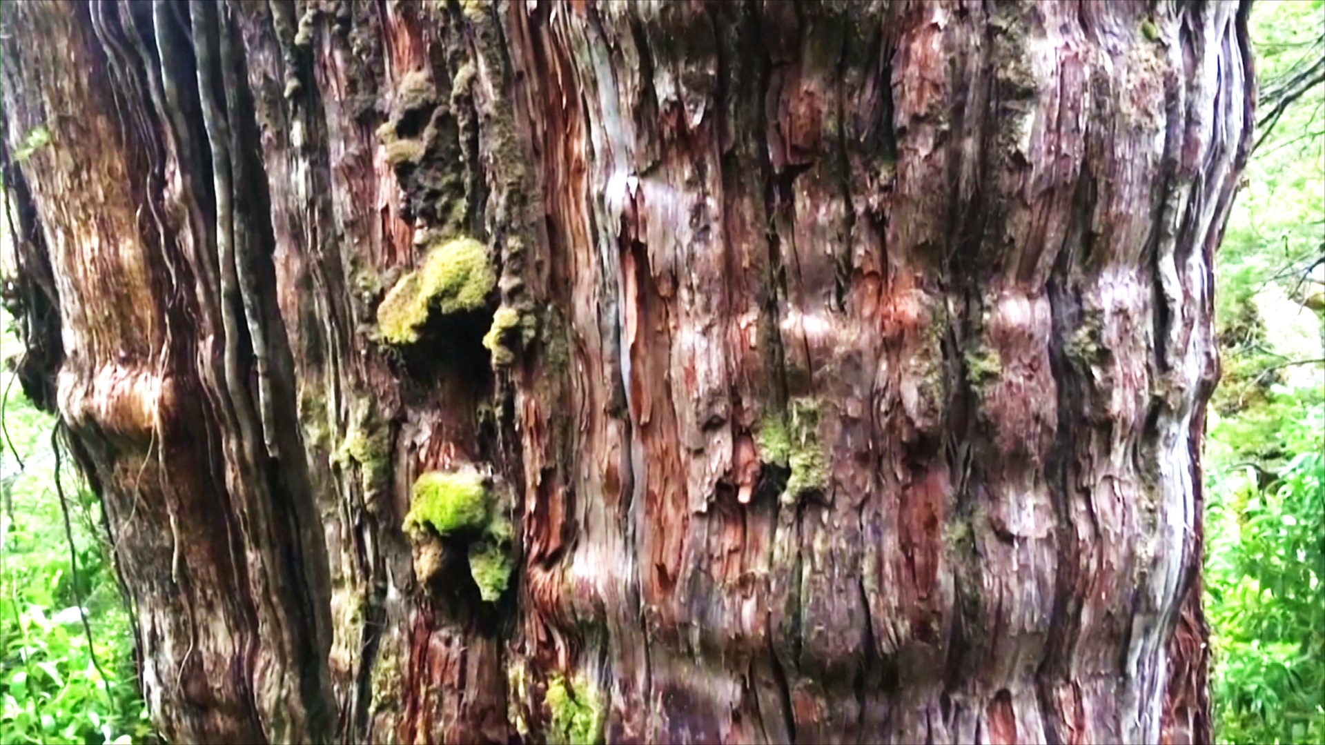 Самое старое дерево в мире, вероятно, растёт в Чили