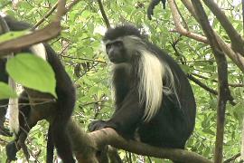 Как в Африке спасают редких обезьян-колобусов