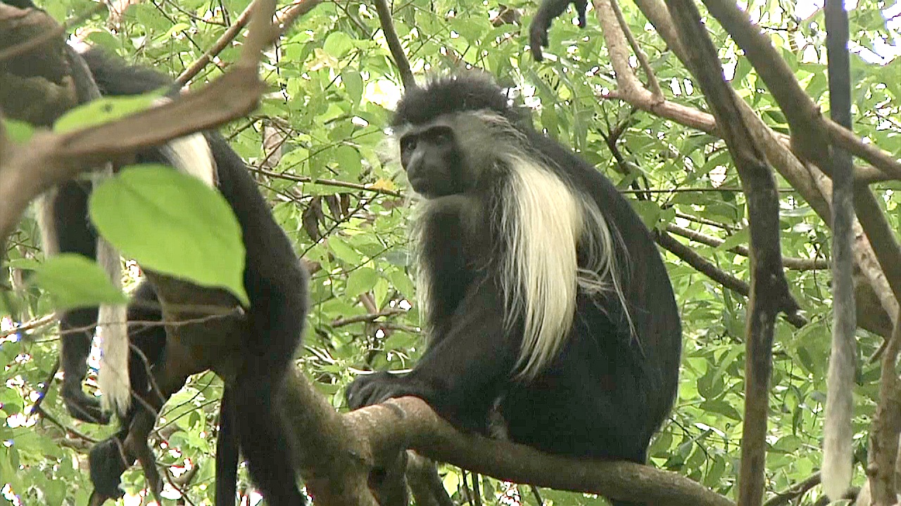 Как в Африке спасают редких обезьян-колобусов