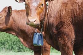 GPS-ошейники создают невидимый загон для коров
