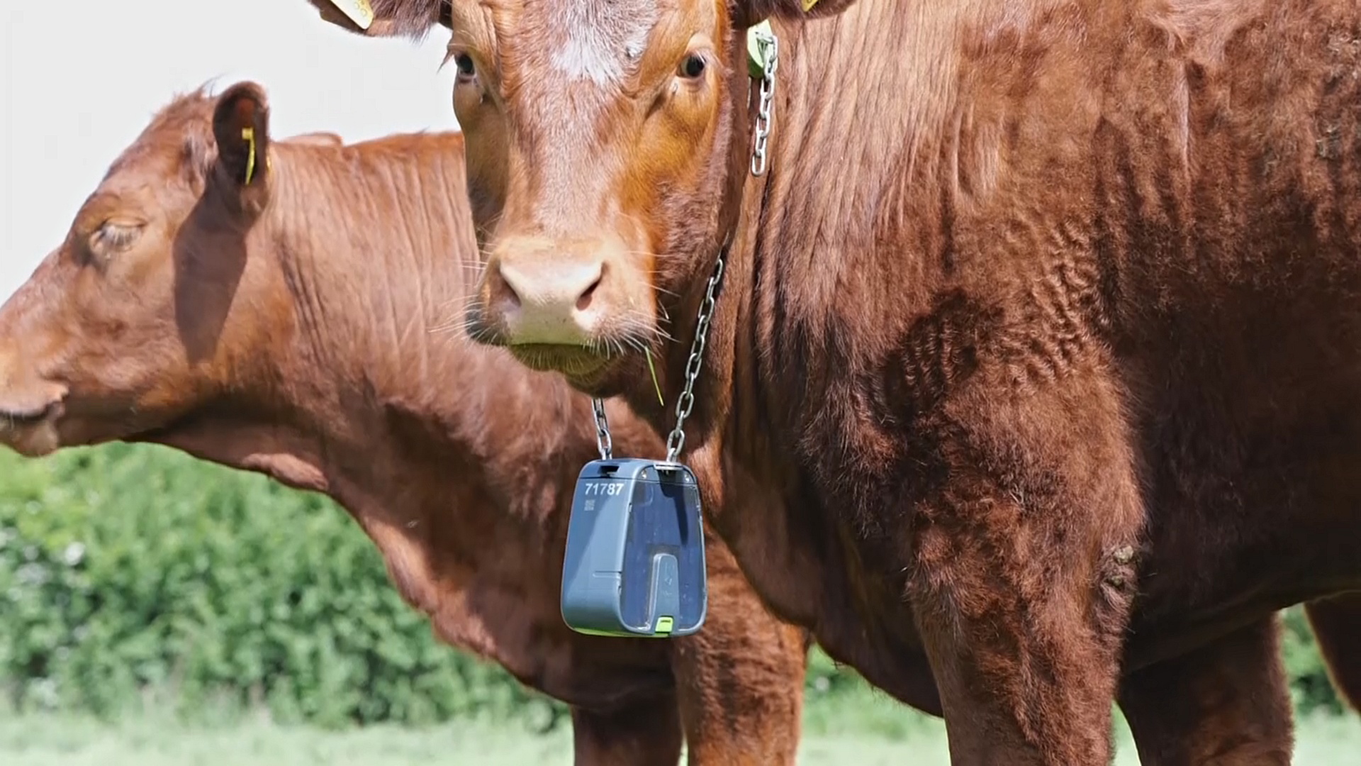 GPS-ошейники создают невидимый загон для коров