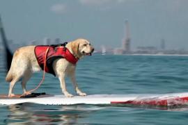 Собаки-сёрферы: гонки на SUP-бордах для людей и животных устроили в Испании