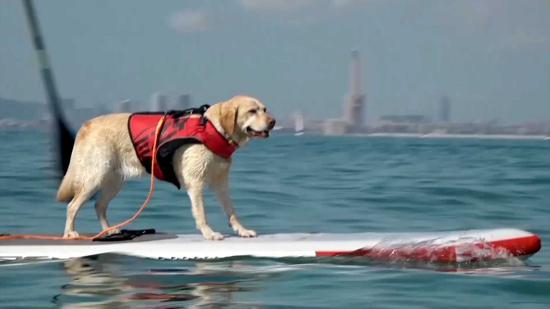 Собаки-сёрферы: гонки на SUP-бордах для людей и животных устроили в Испании