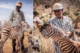 Как специальные костюмы помогли в спасении жеребёнка зебры