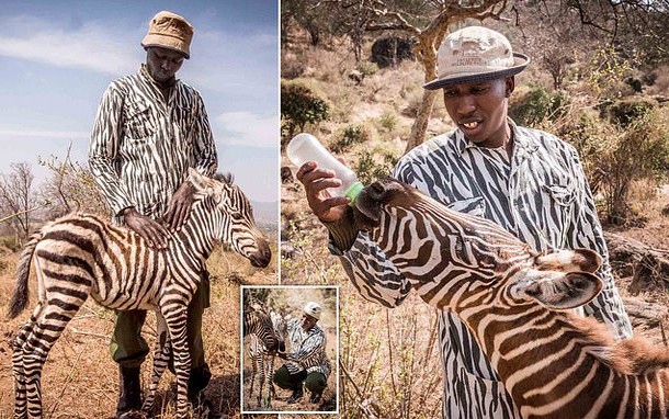 Как специальные костюмы помогли в спасении жеребёнка зебры