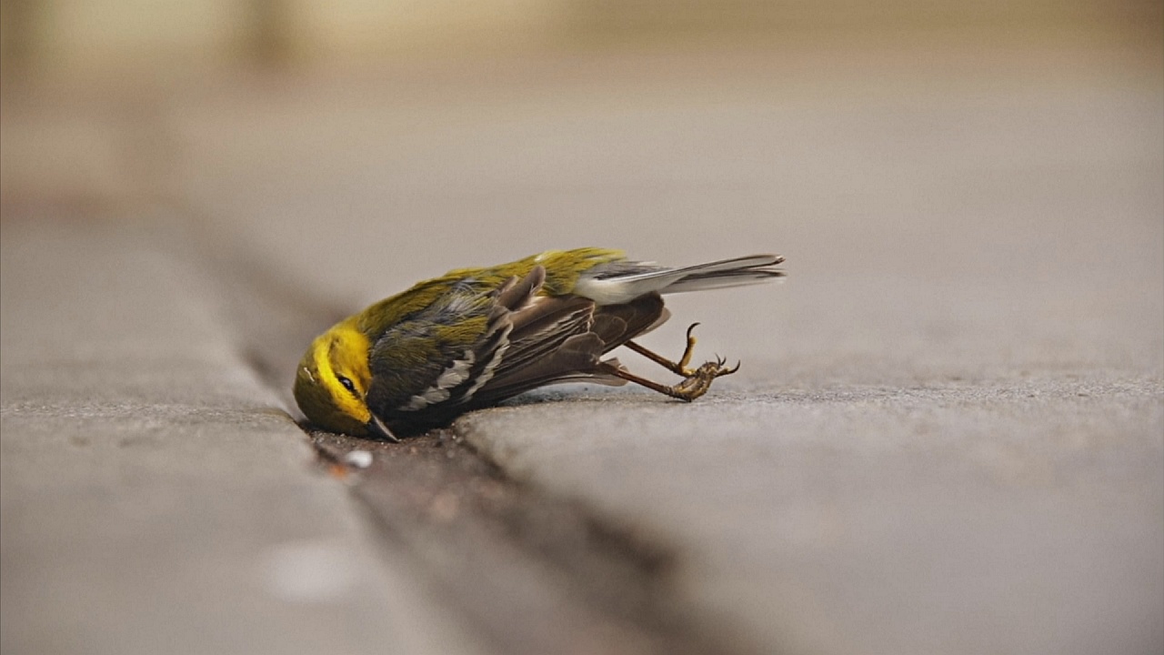 Опасные стёкла: птицы снова сталкиваются с небоскрёбами в сезон миграции