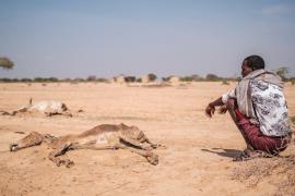 ООН: засуха в Восточной Африке будет усиливаться