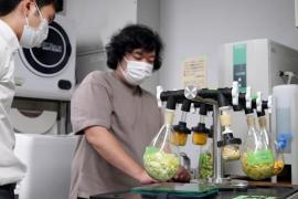 В Японии сделали прочный бетон из пищевых отходов