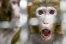 «Не будет похоже на COVID»: испанские врачи исключают пандемию оспы обезьян