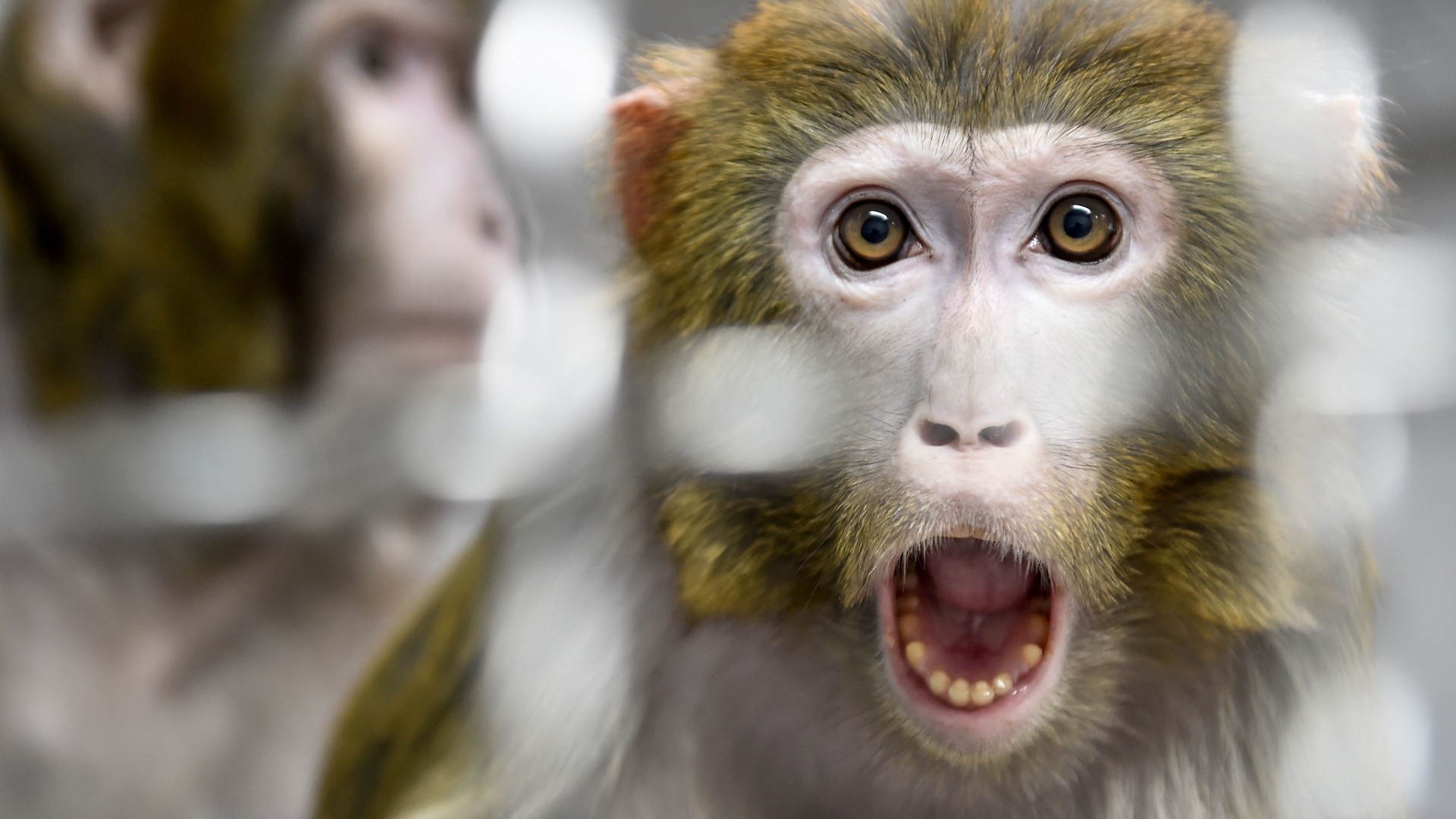 «Не будет похоже на COVID»: испанские врачи исключают пандемию оспы обезьян