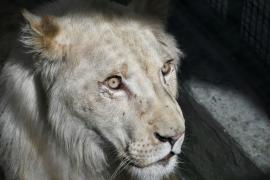 В зоопарк Каракаса привезли редких львов
