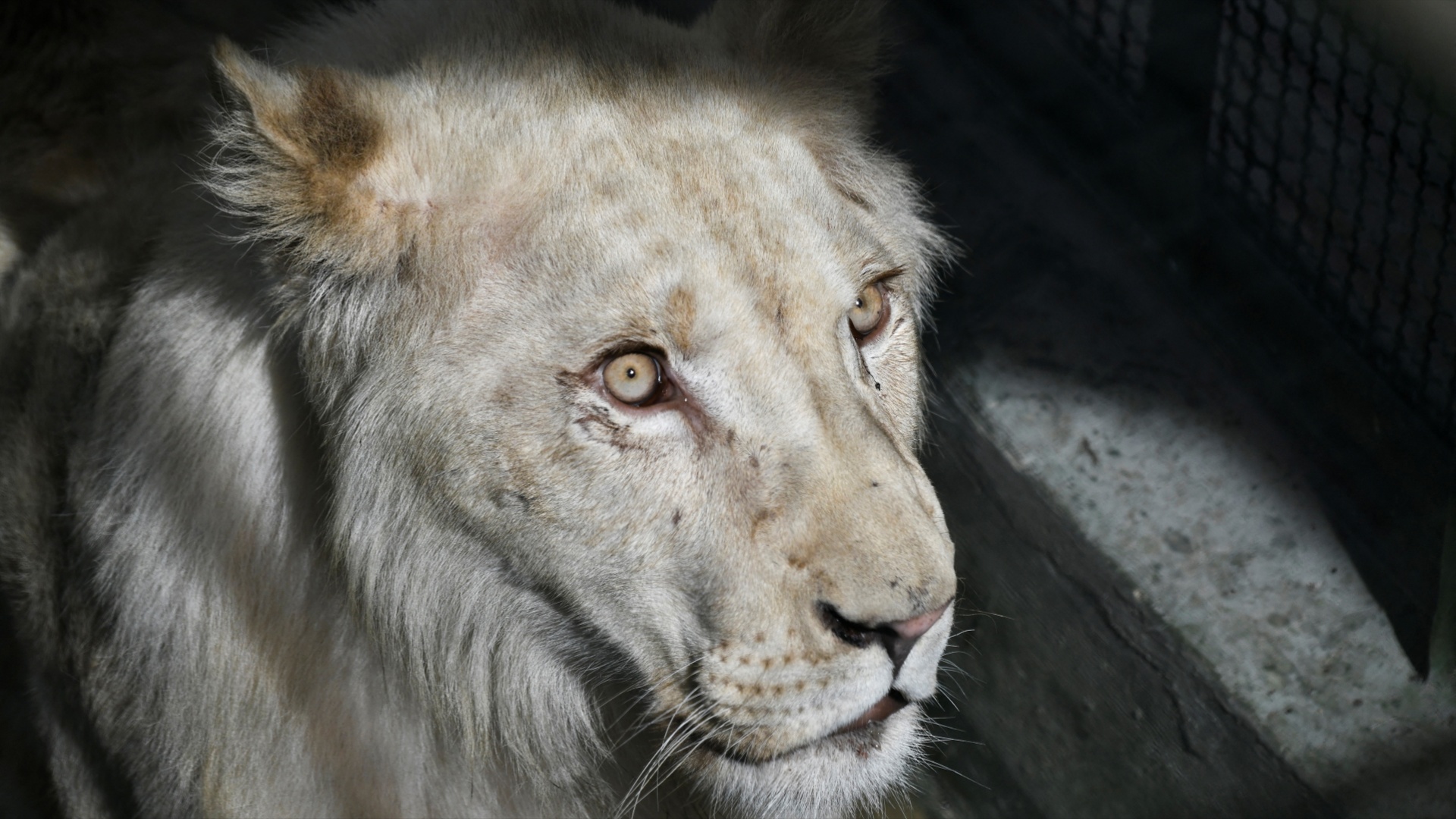 В зоопарк Каракаса привезли редких львов