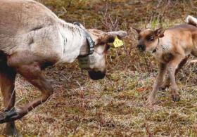 Заповедник для оленят и их мам помогает спасти северных оленей от вымирания