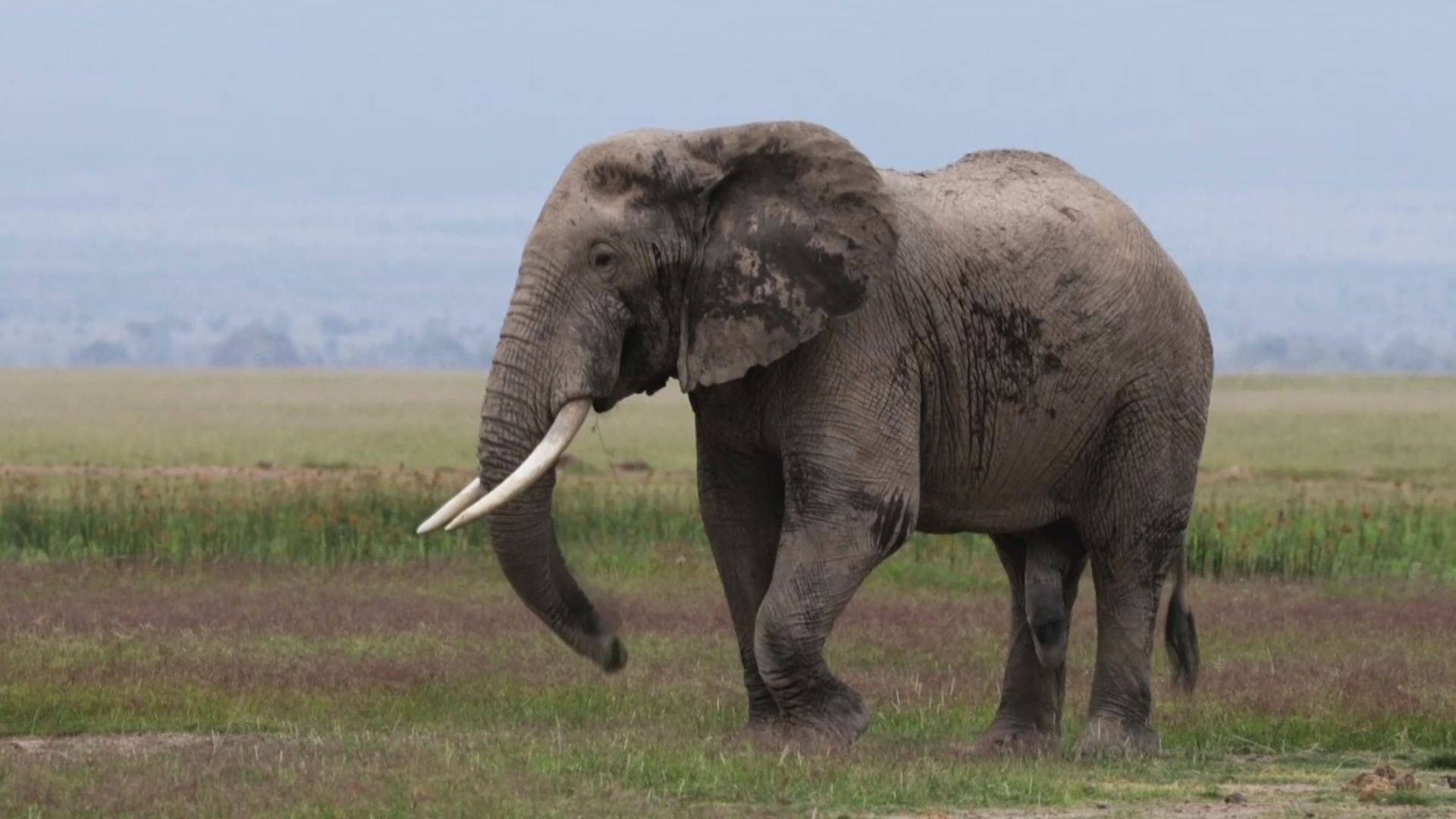 Запрет на торговлю слоновой костью вступил в силу в Великобритании