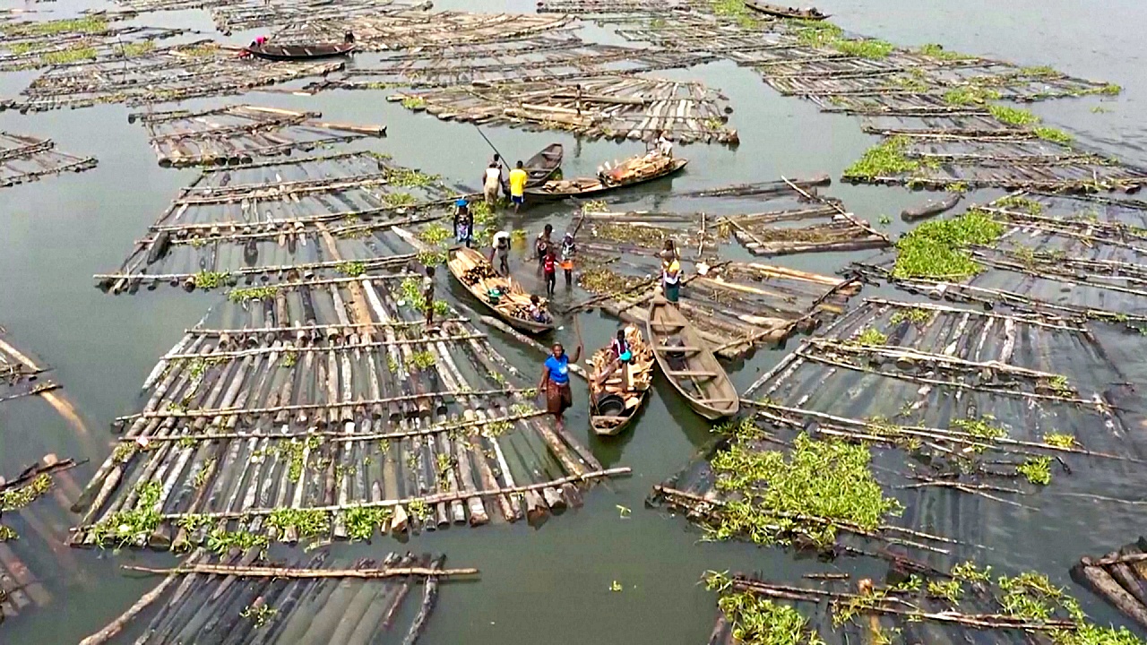 Нигерия теряет свои леса