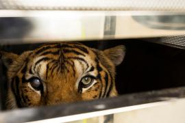 Зоопарк в Пхукете разорился без туристов