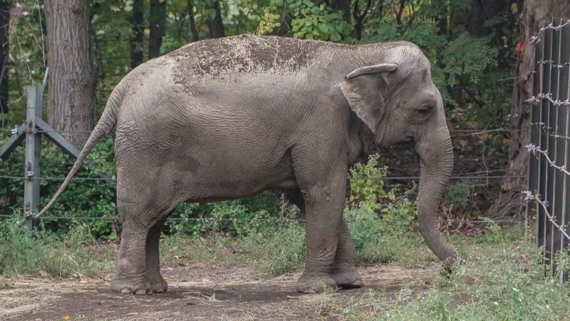 Суд в США отказался дать слонихе Хэппи человеческие права