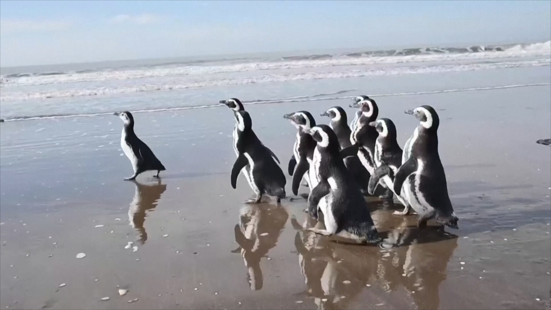 В Аргентине выпустили в океан 12 спасённых пингвинов