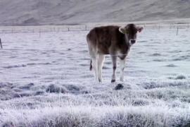 Непривычные холода: в Перу замерзает скот