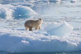 Белых медведей с другой генетикой нашли в отдалённом регионе Гренландии