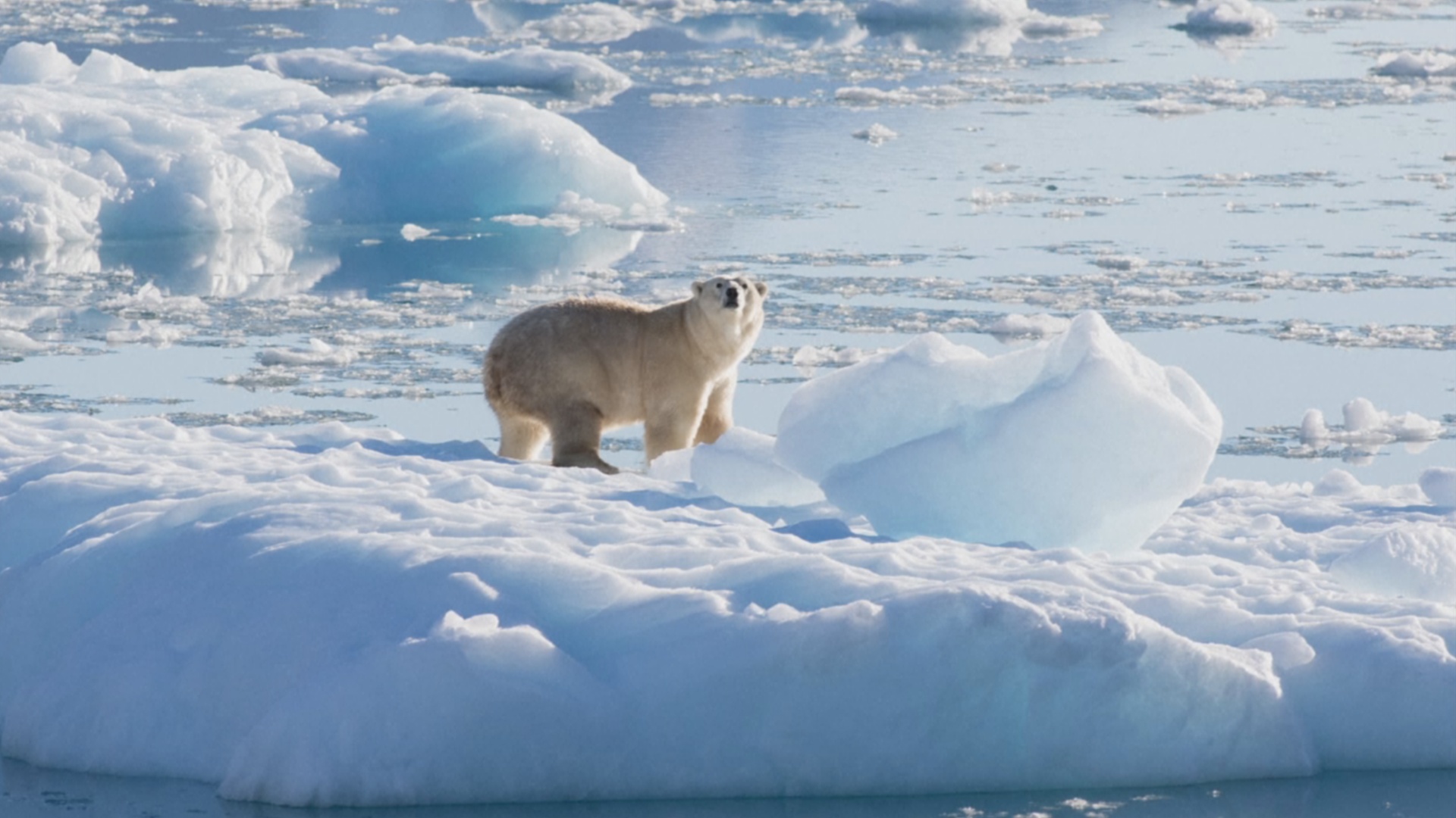 Белых медведей с другой генетикой нашли в отдалённом регионе Гренландии