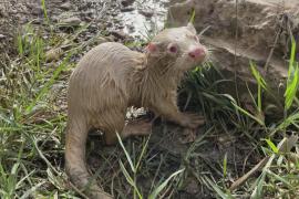 Редкую выдру-альбиноса случайно выловили в Ираке