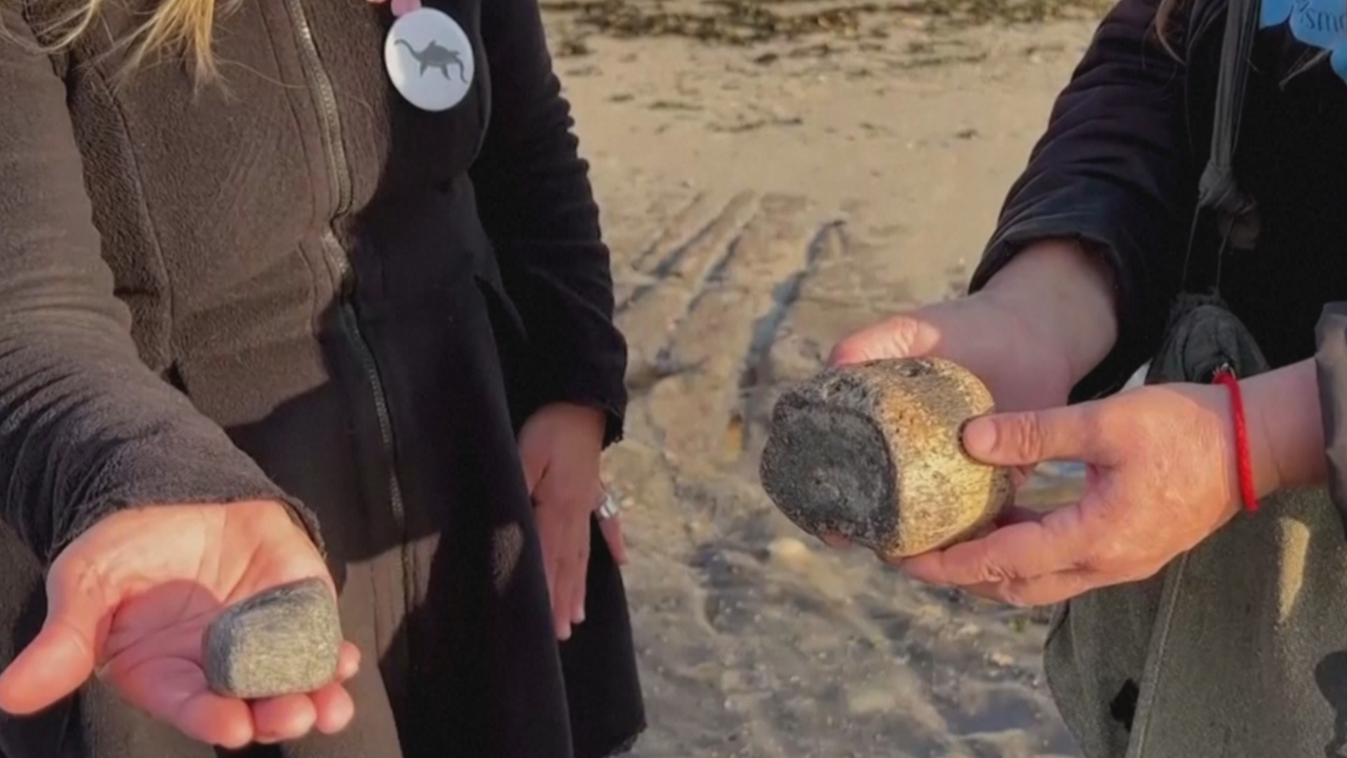Две чилийки случайно нашли редкие останки древней морской рептилии