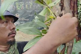 Спаситель орхидей: малазийский фотограф ходит по джунглям в поисках редких видов