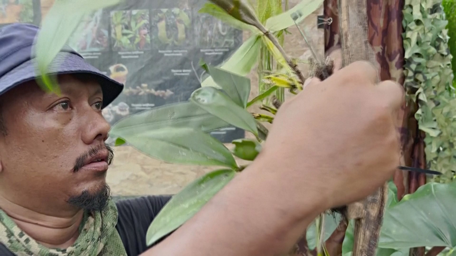 Спаситель орхидей: малазийский фотограф ходит по джунглям в поисках редких видов