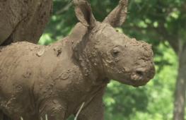 В зоопарке на Кубе неожиданно для всех родился белый носорог