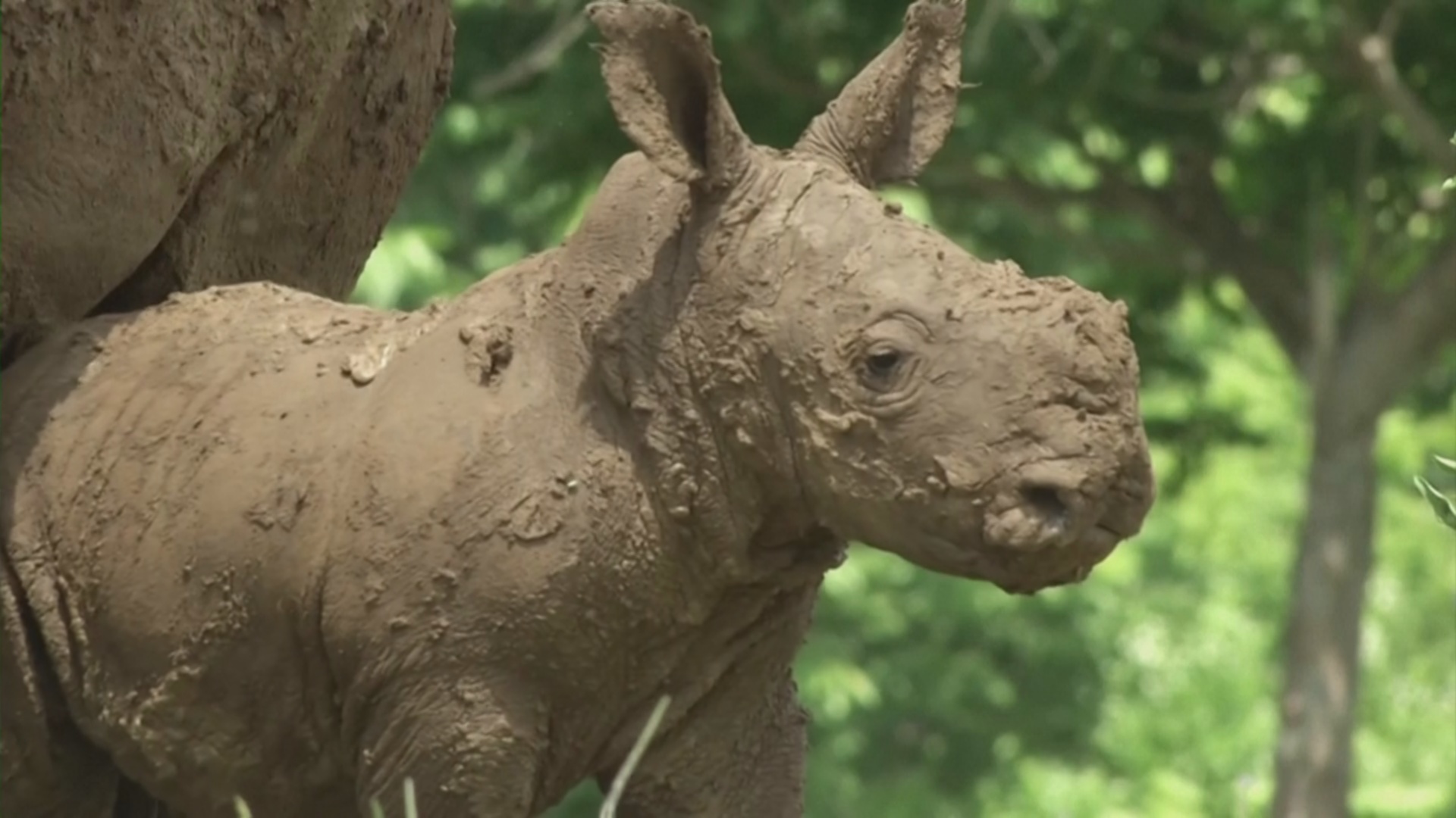В зоопарке на Кубе неожиданно для всех родился белый носорог