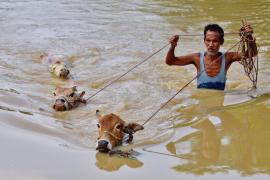 Из-за наводнения в Индии распространяется инфекция