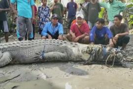 Индонезиец поймал огромного крокодила с помощью верёвки